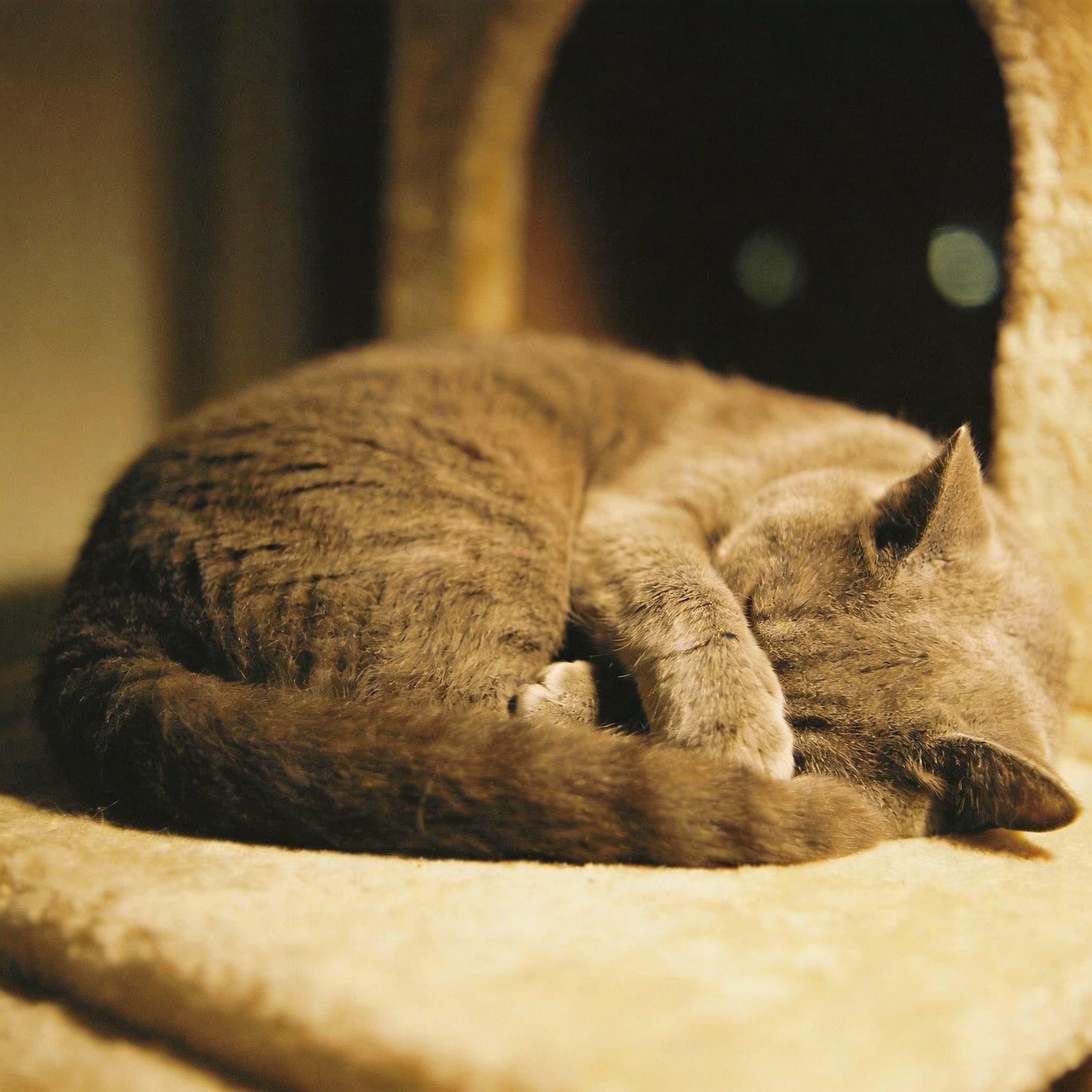 Curled Up