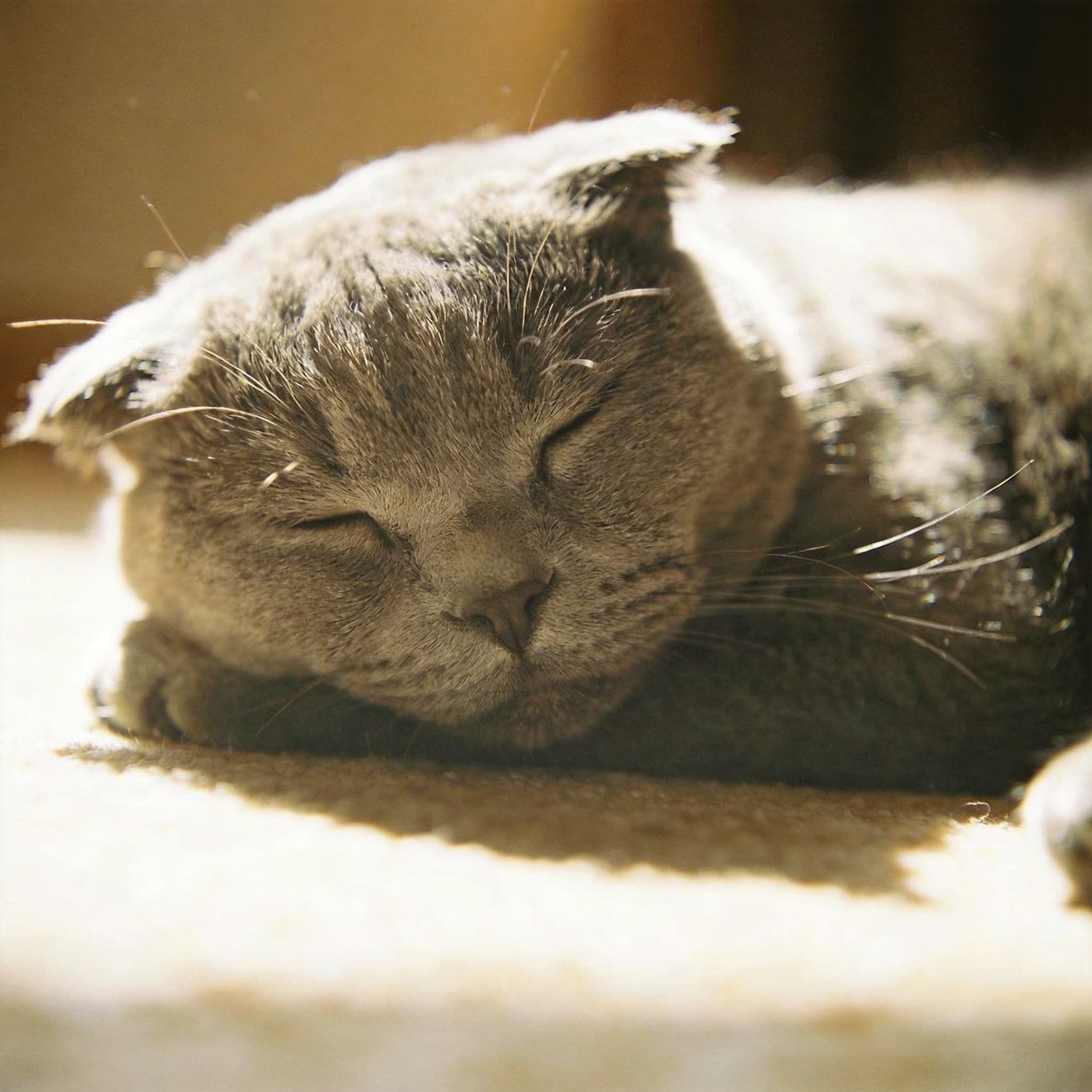 Relaxed Ears