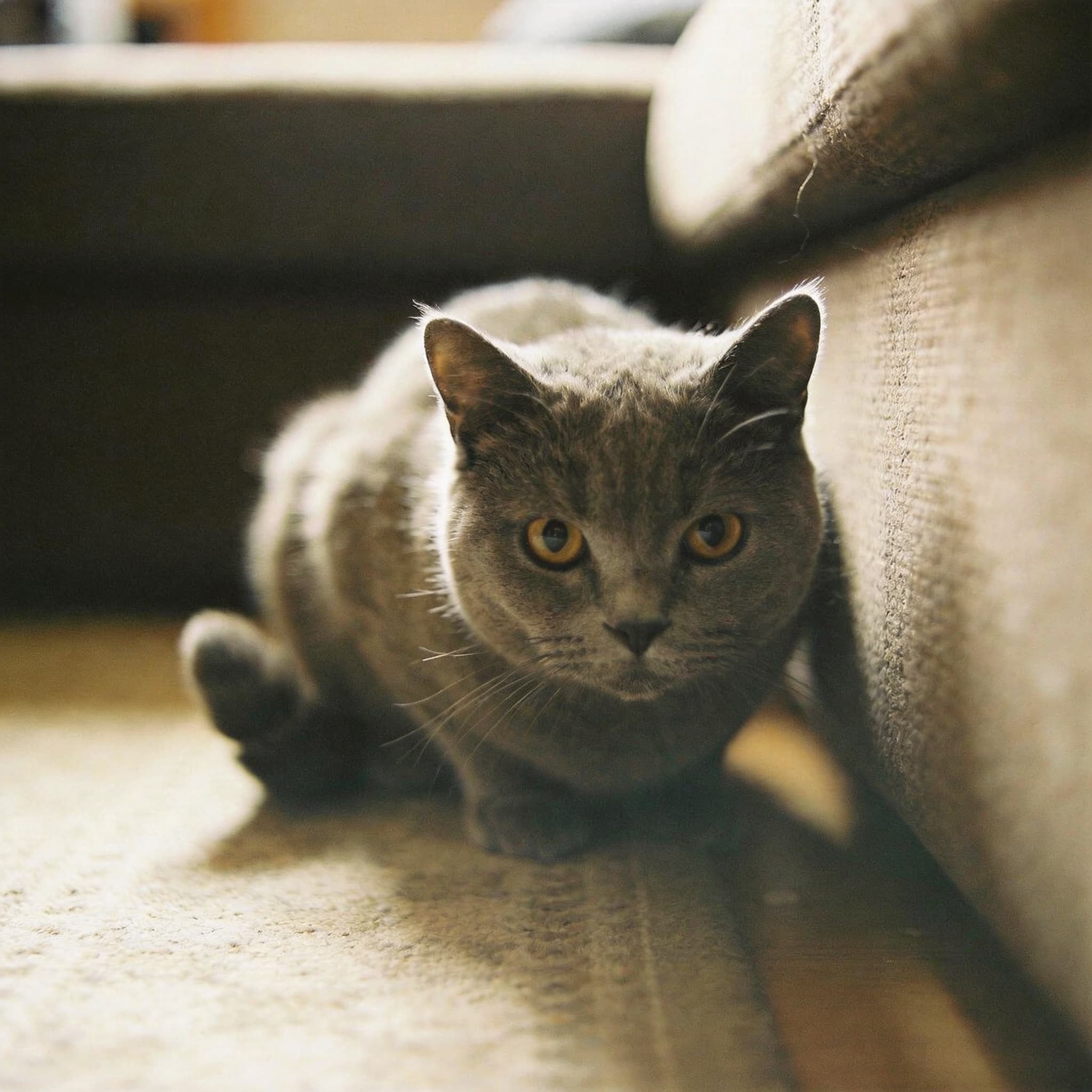 Tucked Tail