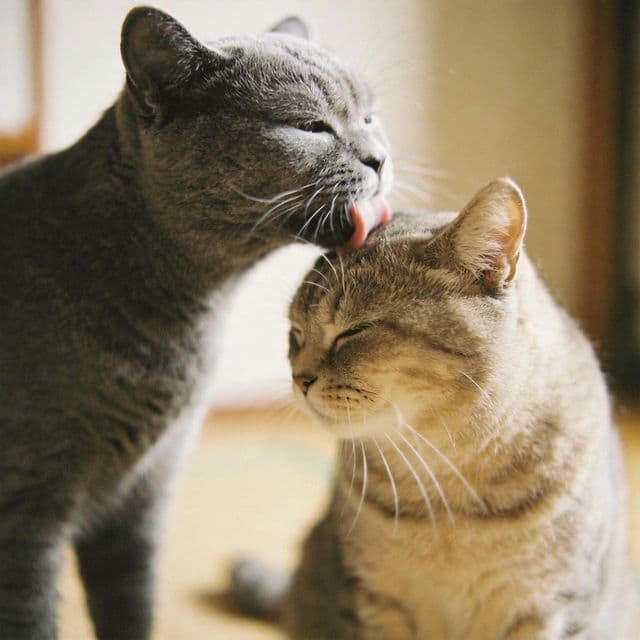 Allogrooming