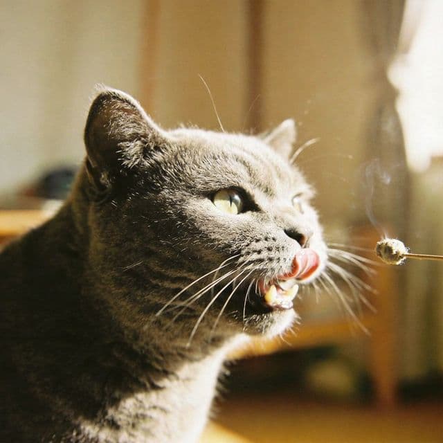 Flehmen Response