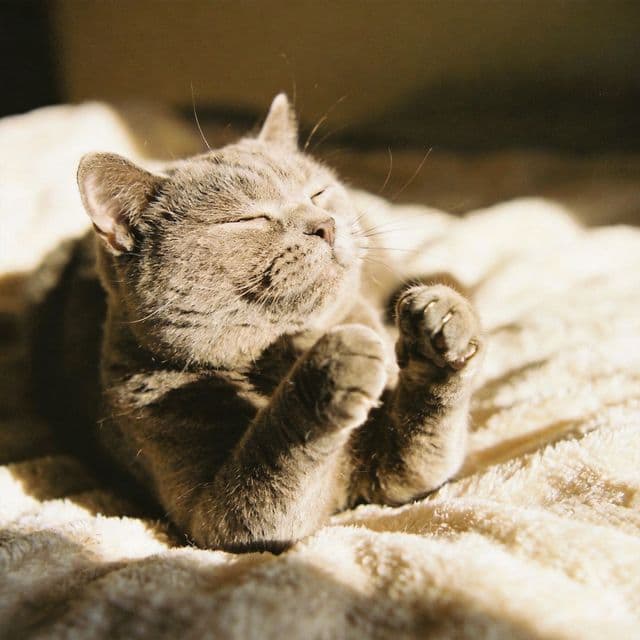 Kneading