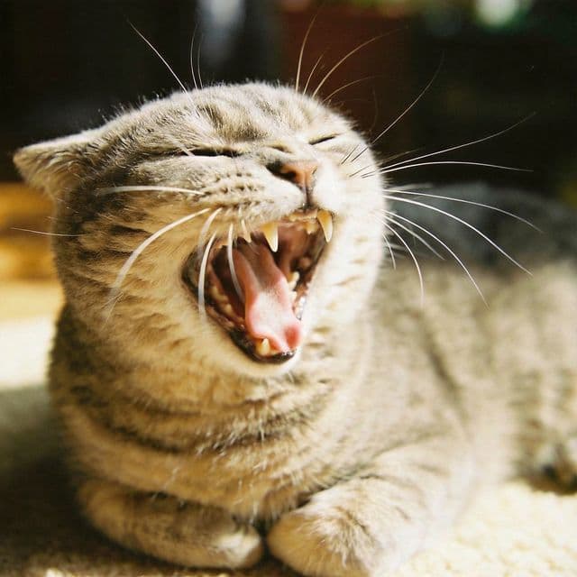 Yawning