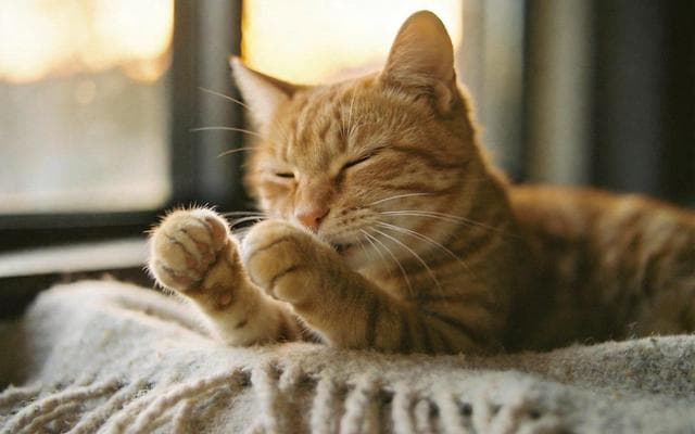 猫咪为什么踩奶