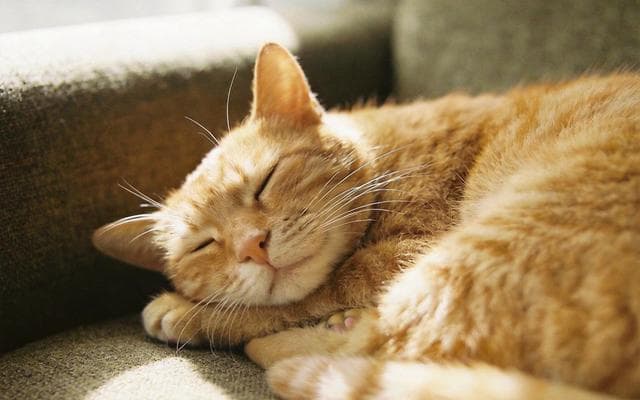 Pourquoi les chats ronronnent