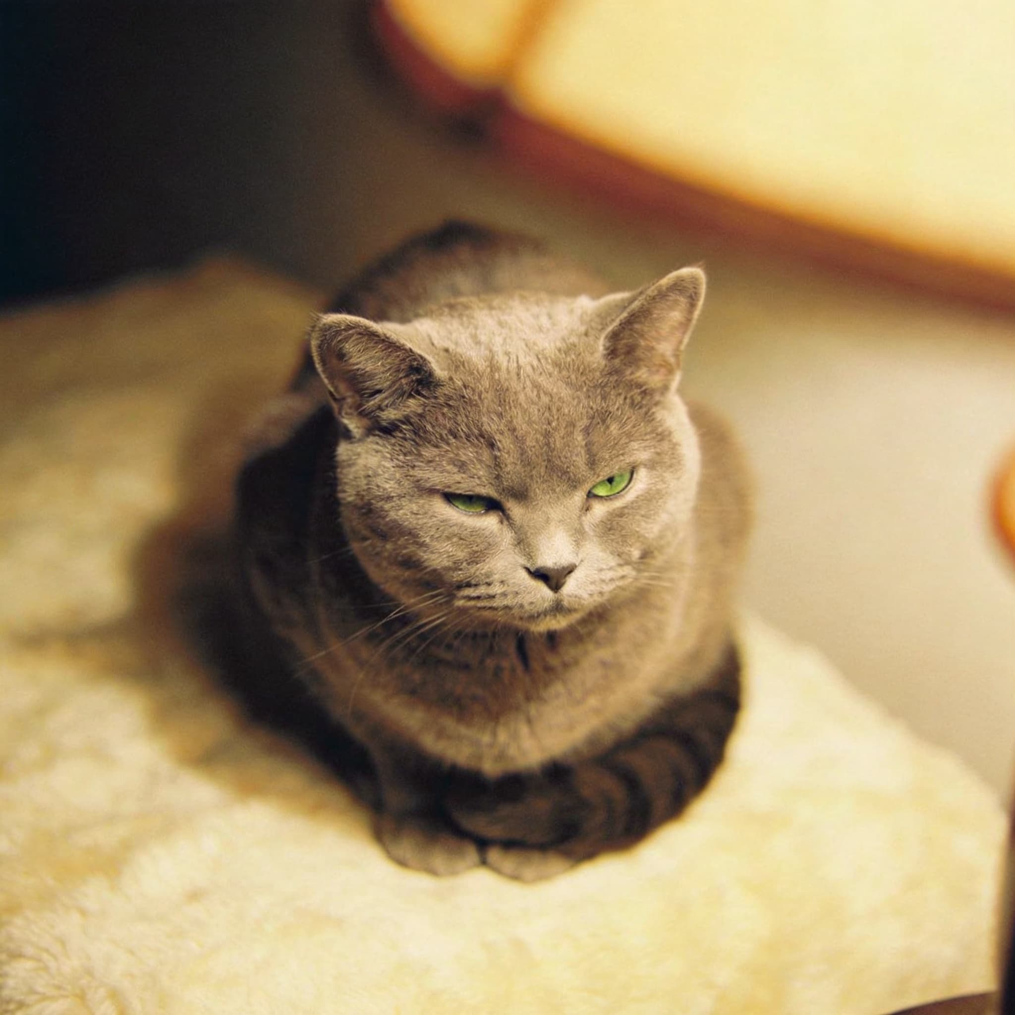 Loaf Position